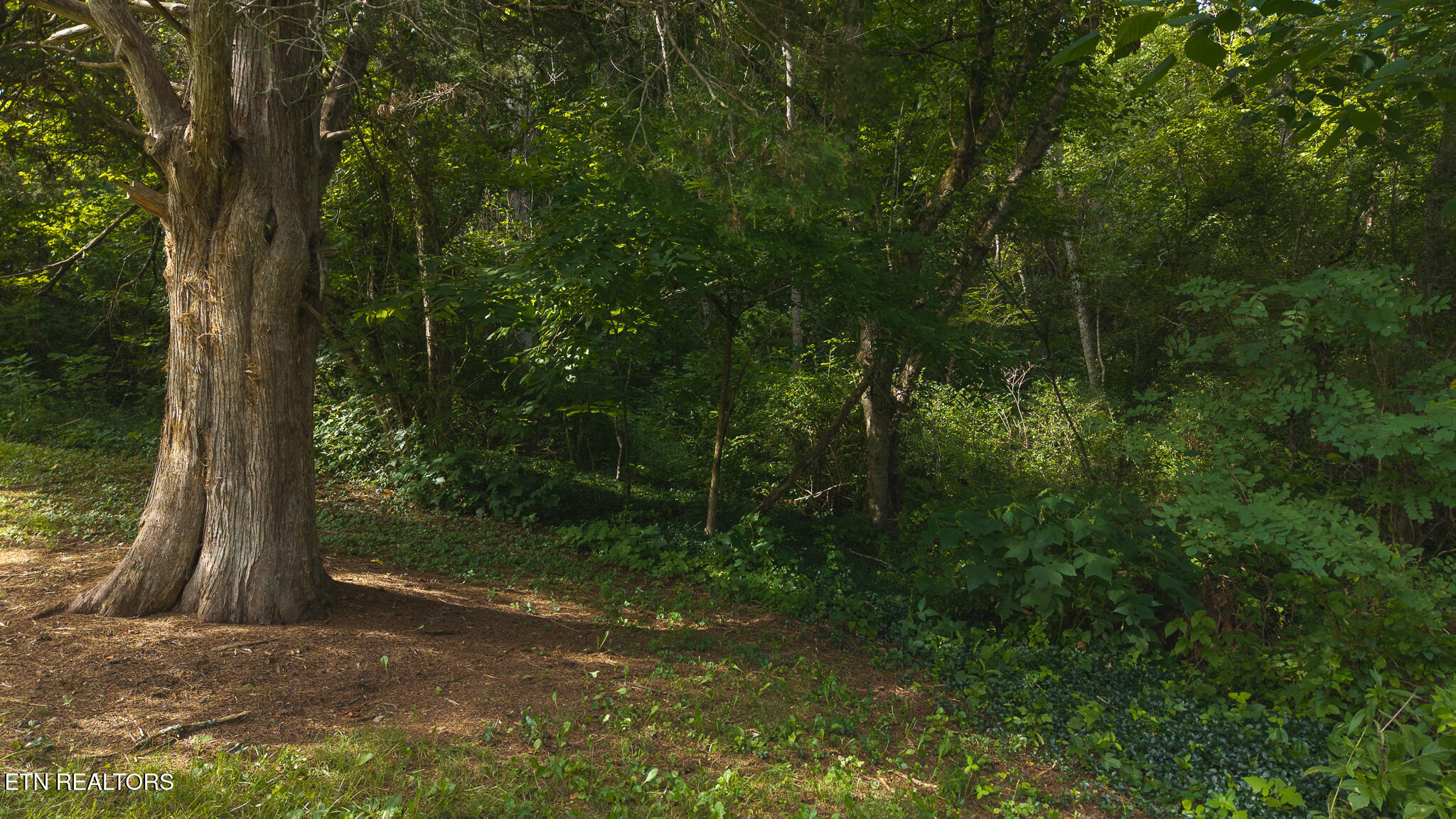 0 Gravely Valley Road Eidson, TN 37731 - Photo 20 of 36 DJI_20250716171601_0769_D