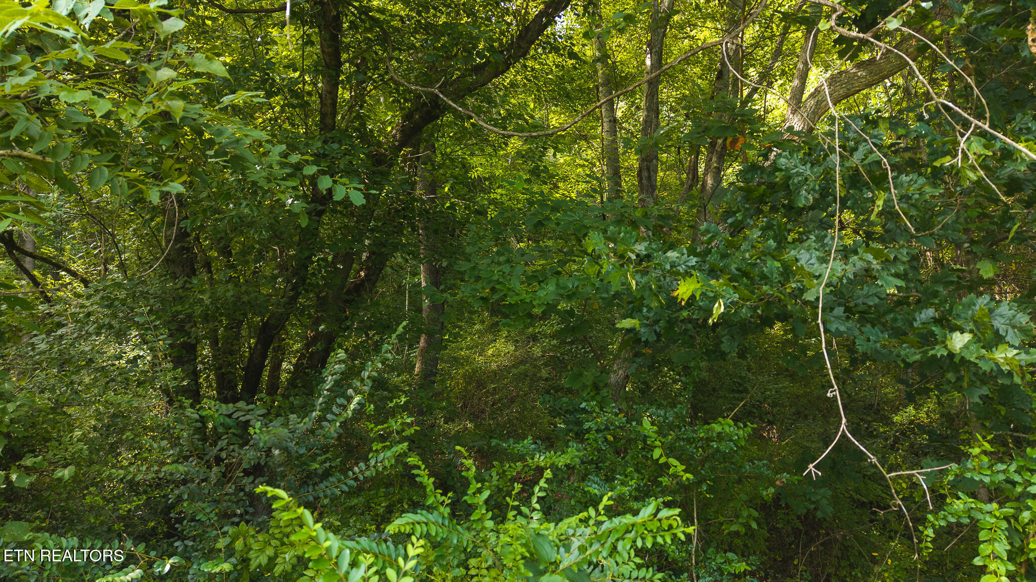 0 Gravely Valley Road Eidson, TN 37731 - Photo 22 of 36 DJI_20250716171654_0771_D