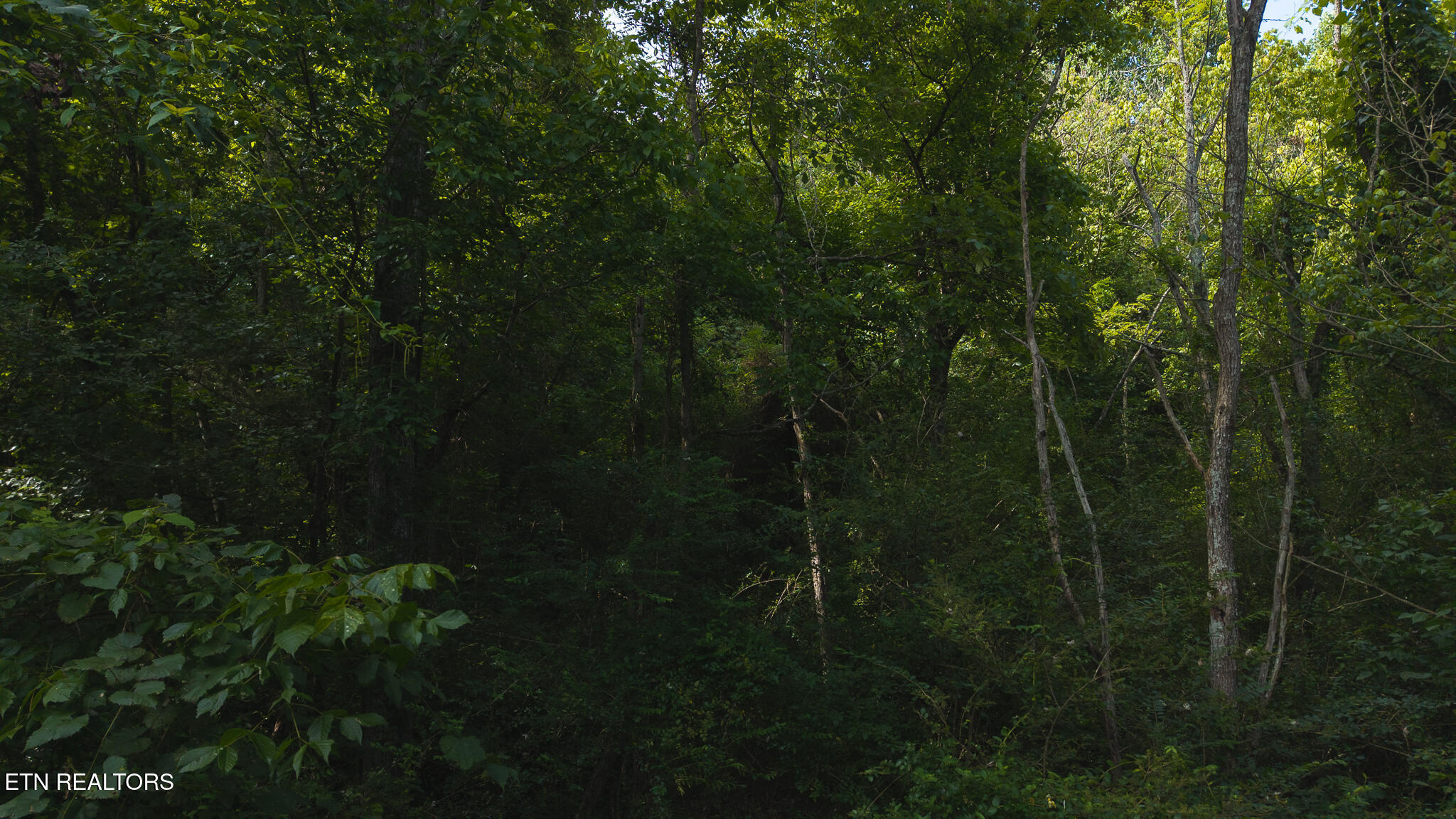 0 Gravely Valley Road Eidson, TN 37731 - Photo 24 of 36 DJI_20250716171807_0775_D