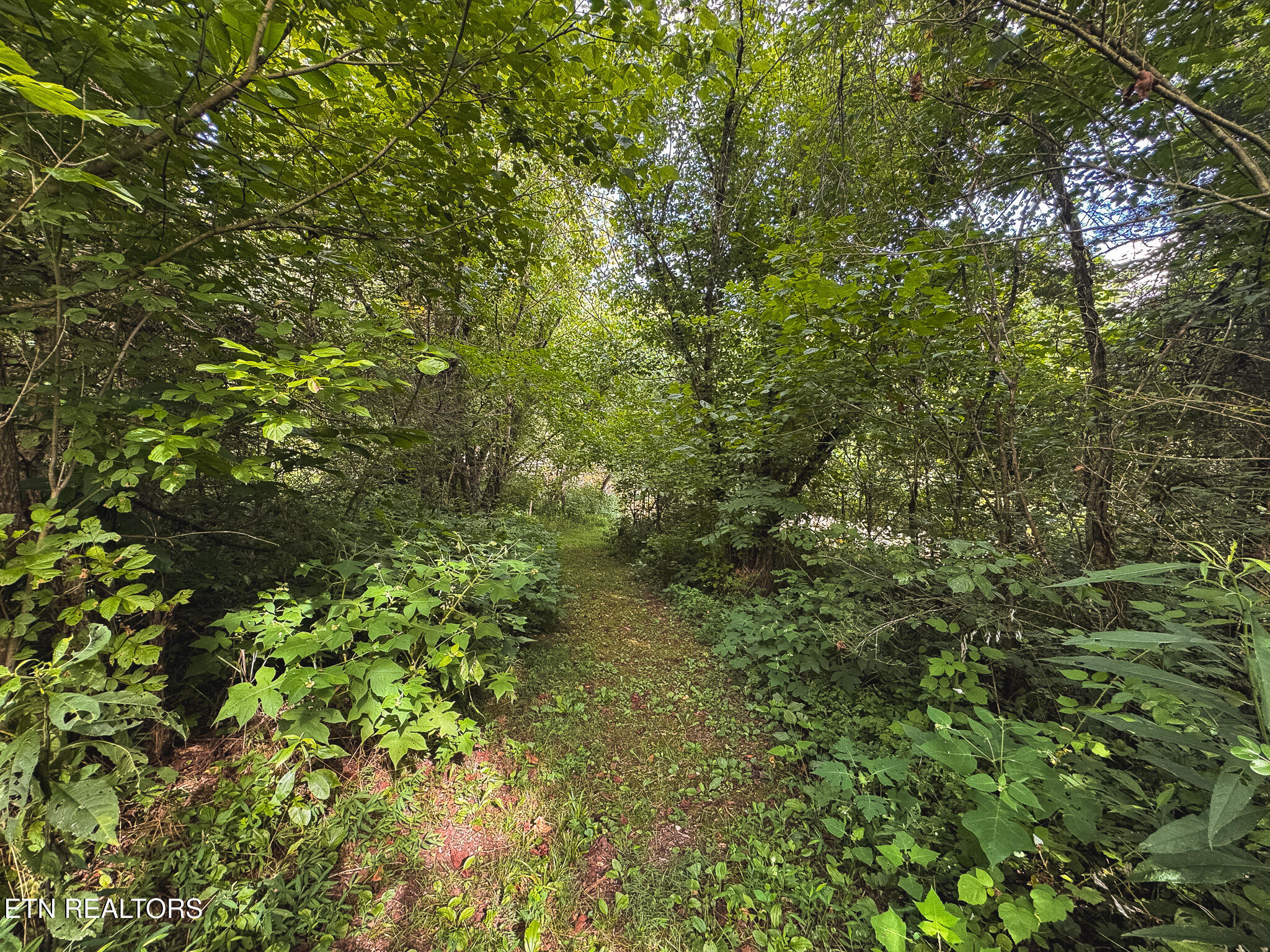0 Gravely Valley Road Eidson, TN 37731 - Photo 27 of 36 IMG_9742