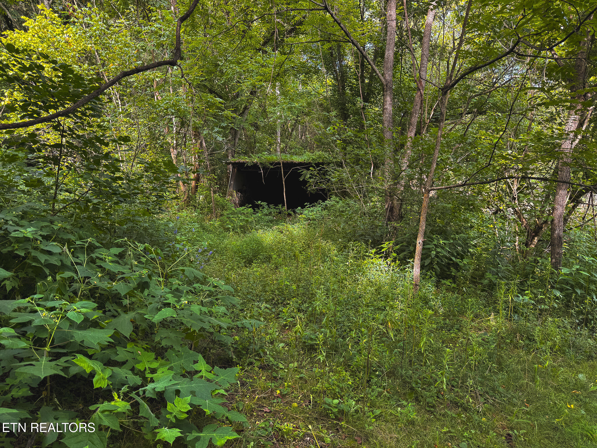 0 Gravely Valley Road Eidson, TN 37731 - Photo 28 of 36 IMG_9743