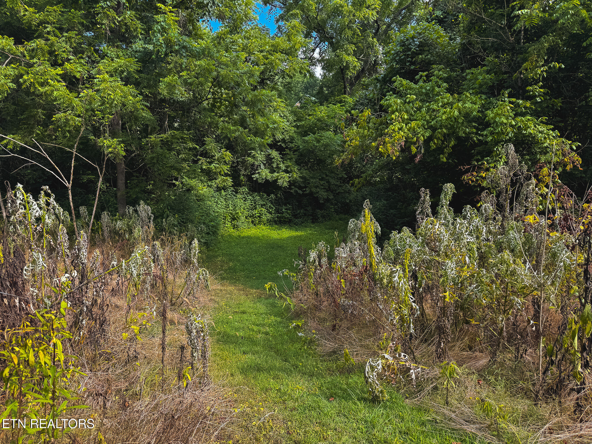 0 Gravely Valley Road Eidson, TN 37731 - Photo 29 of 36 IMG_9744