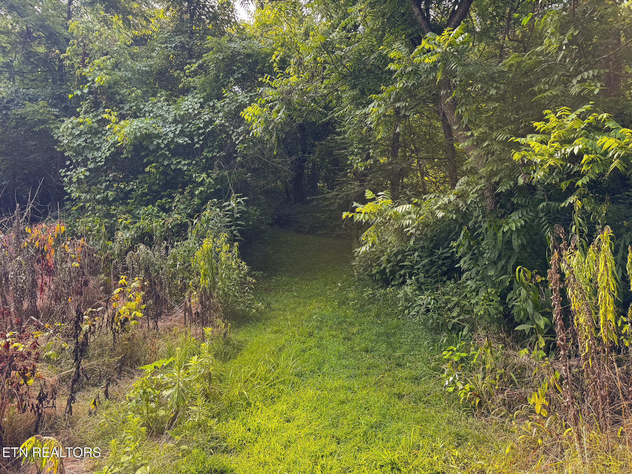 0 Gravely Valley Road Eidson, TN 37731 - Photo 30 of 36 IMG_9745