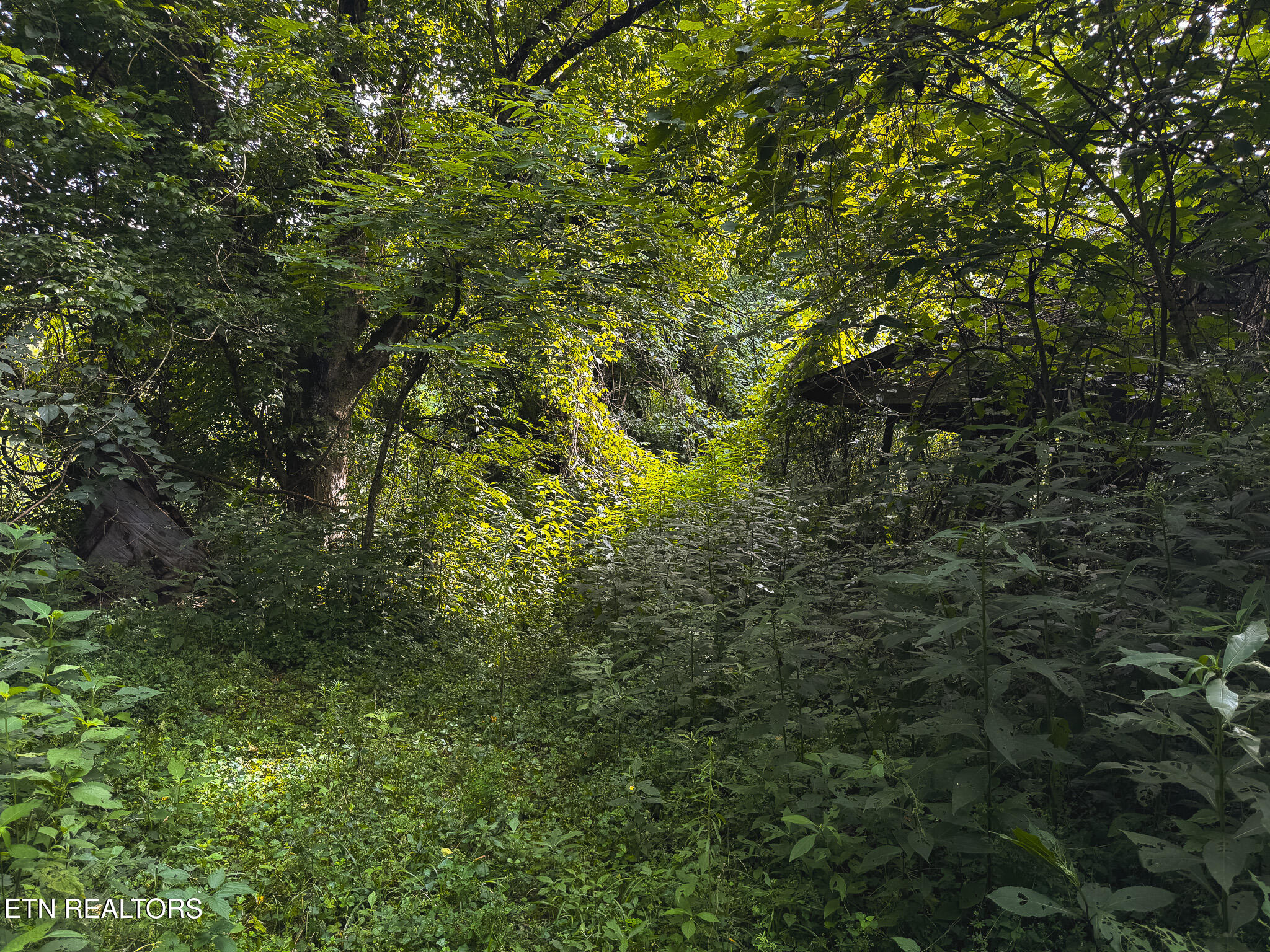 0 Gravely Valley Road Eidson, TN 37731 - Photo 33 of 36 IMG_9748