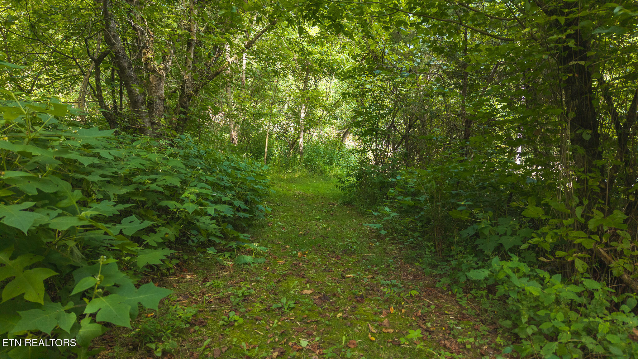 0 Gravely Valley Road Eidson, TN 37731 - Photo 4 of 36 DJI_20250716170658_0742_D