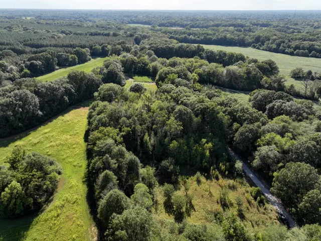 a view of a forest with a forest