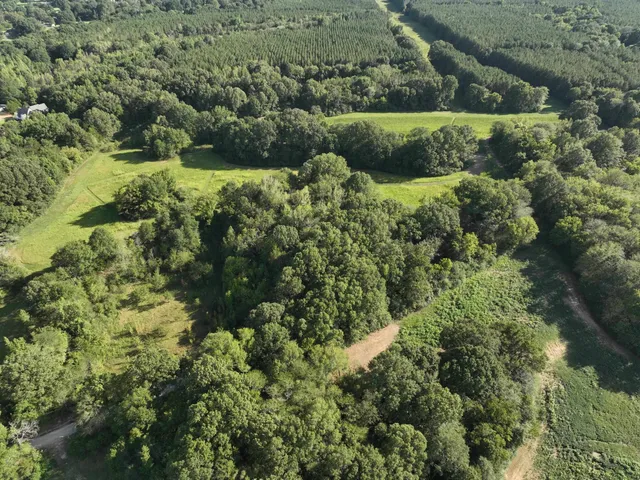 a view of a lush green forest with trees and houses