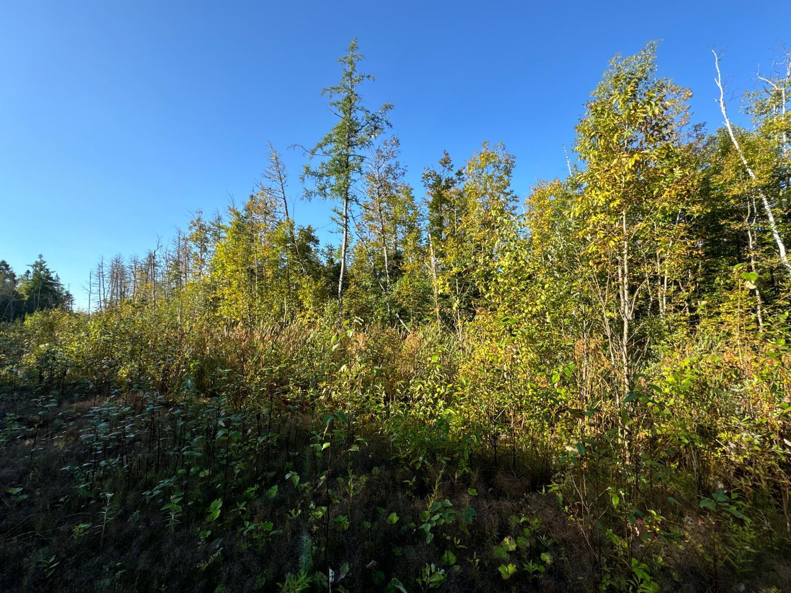 M8-l16 Grendell Road Mapleton, ME 04757 - Photo 7 of 9 Land