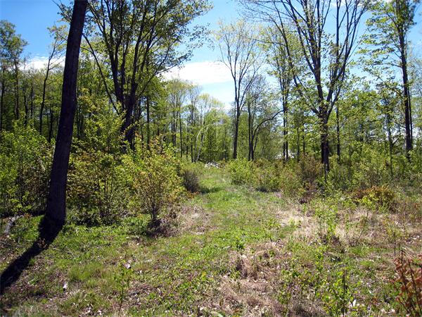 Lot 1 Bug Hill Road Ashfield, MA 01330 - Photo 4 of 6