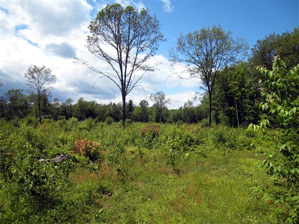 Lot 1 Bug Hill Road Ashfield, MA 01330 - Photo 5 of 6