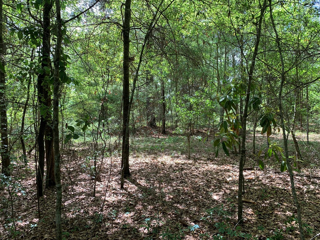 0 Womack Road Cottonwood, AL 36320 - Photo 2 of 3