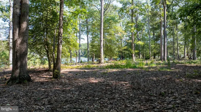 a view of a tree in the middle of a forest
