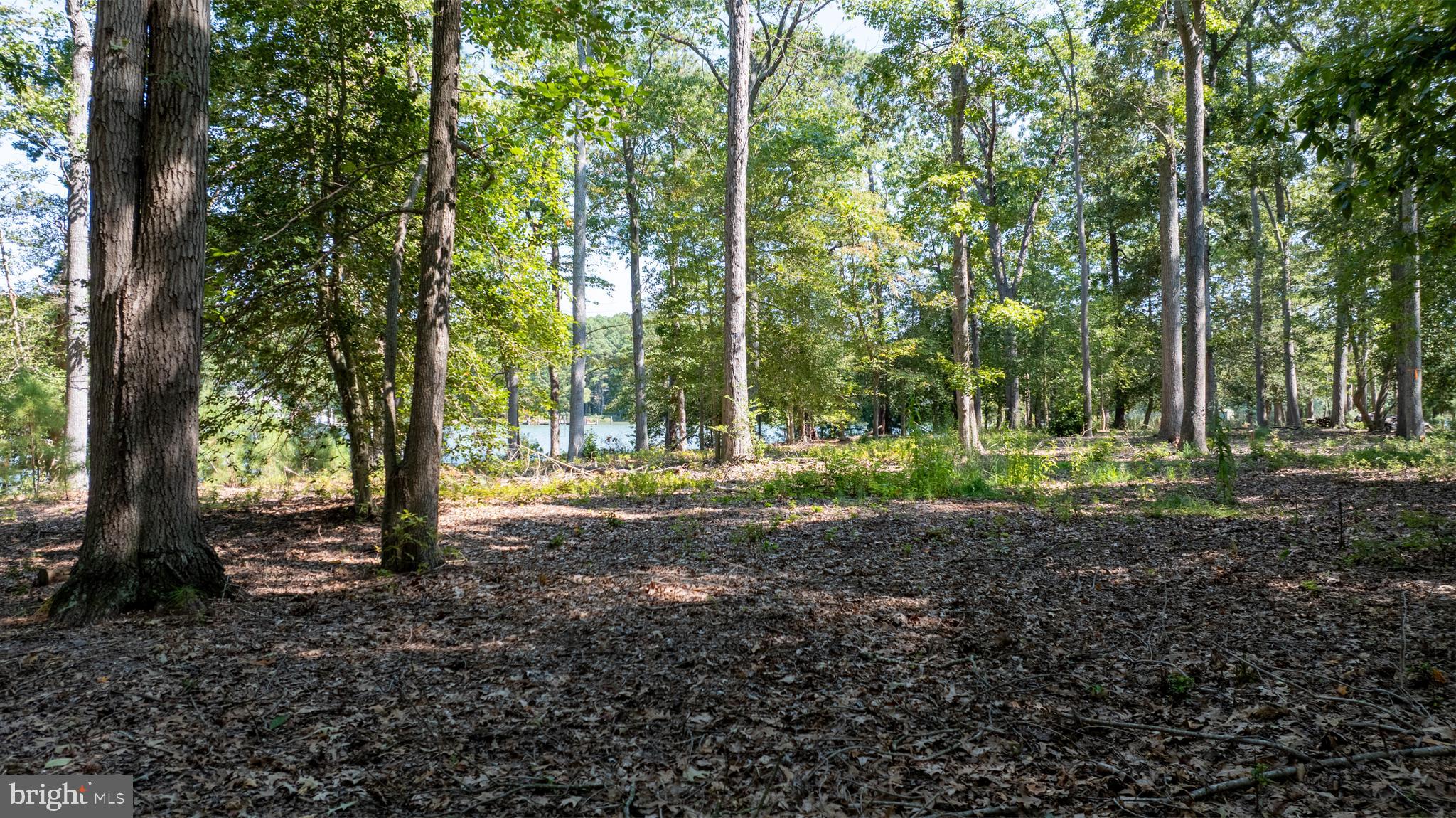 Bozman Neavitt St. Michaels, MD 21663 - Photo 2 of 4 a view of a tree in the middle of a forest
