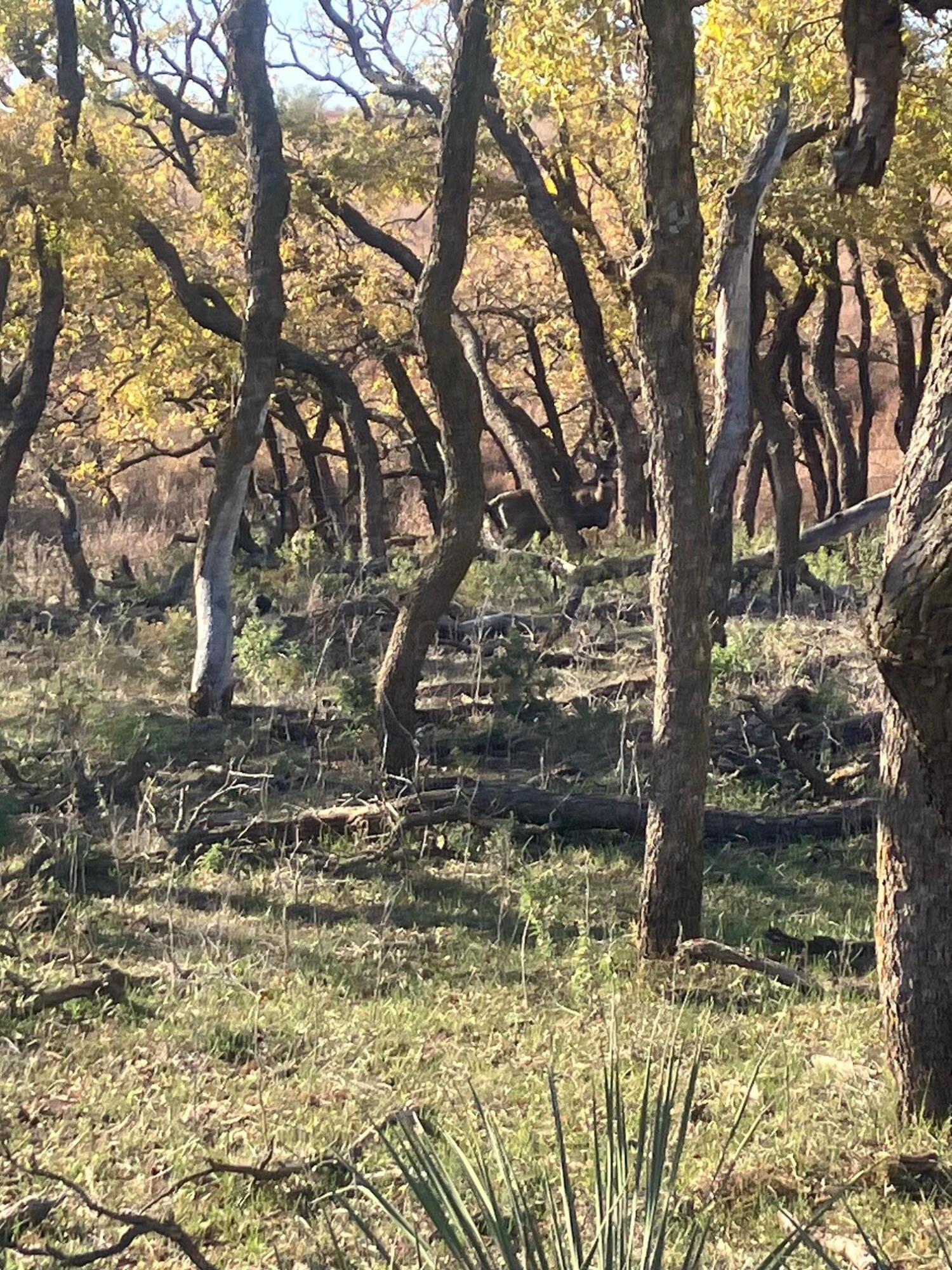320 Acres Quail, TX 79251 - Photo 21 of 23 IMG_3810