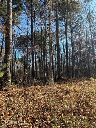 a view of a yard with large trees