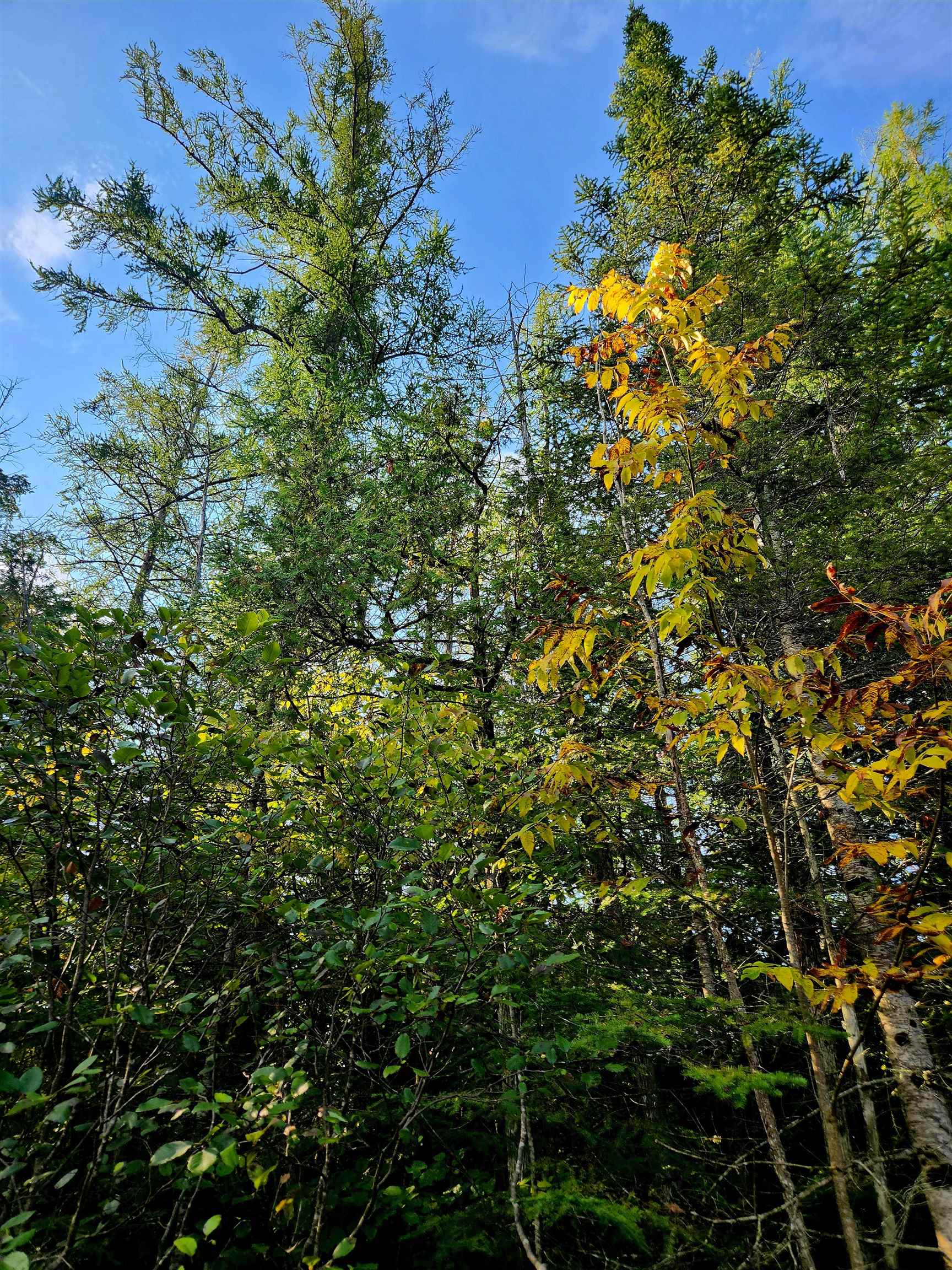 0 State Road Kalkaska, MI 49646 - Photo 5 of 42 Gallery Image 5