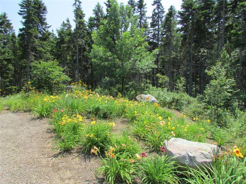 44 Workman Road Gouldsboro, ME 04613 - Photo 34 of 35 Beautiful annuals and perennials...