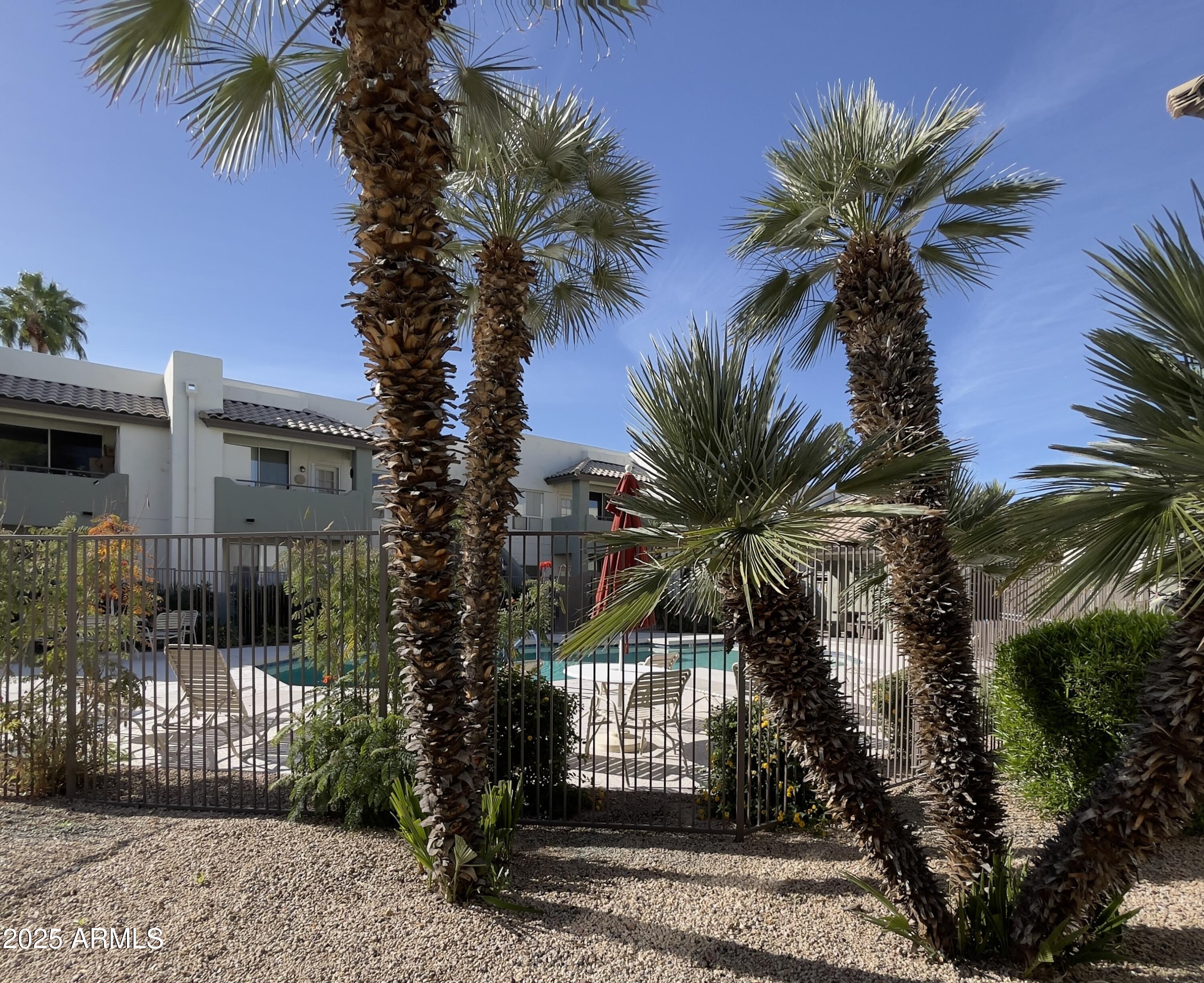 1825 West Ray Road, Unit 2145 Chandler, AZ 85224 - Photo 19 of 25 a palm tree sitting in front of a house with a garden