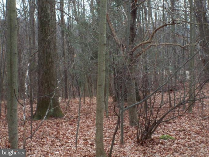 1101 Bernoudy Road White Hall, MD 21161 - Photo 6 of 20 Wooded View / Acreage