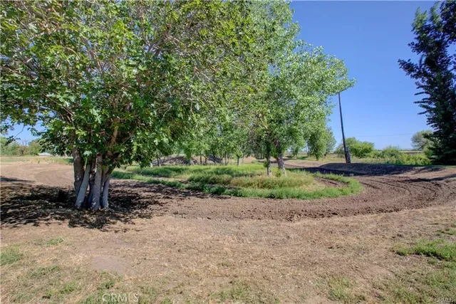 a view of a yard with plants and large trees