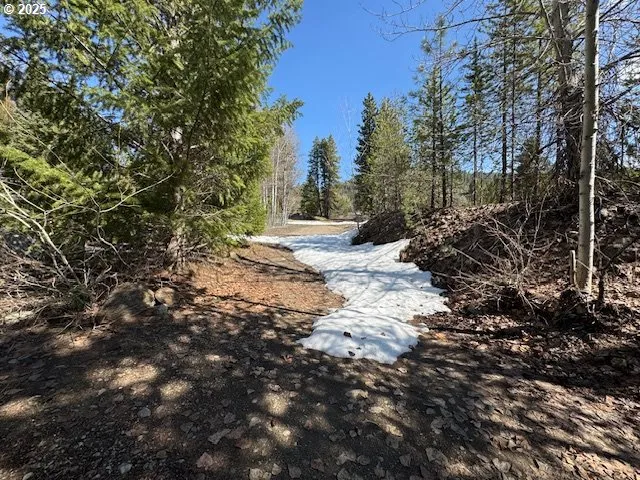 a view of a yard with plants and trees