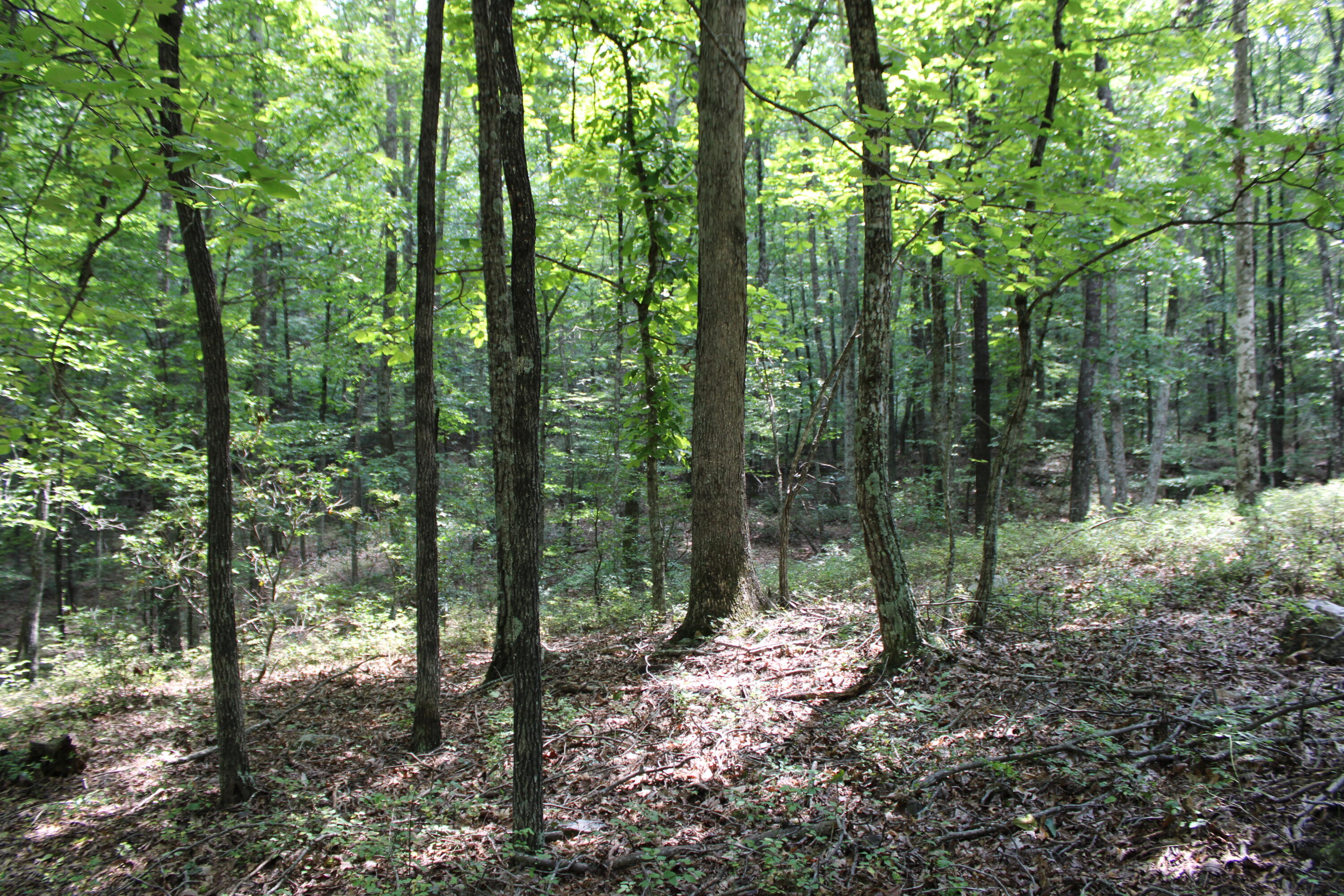 2816 Johns Creek Road New Castle, VA 24127 - Photo 49 of 96 IMG_0055