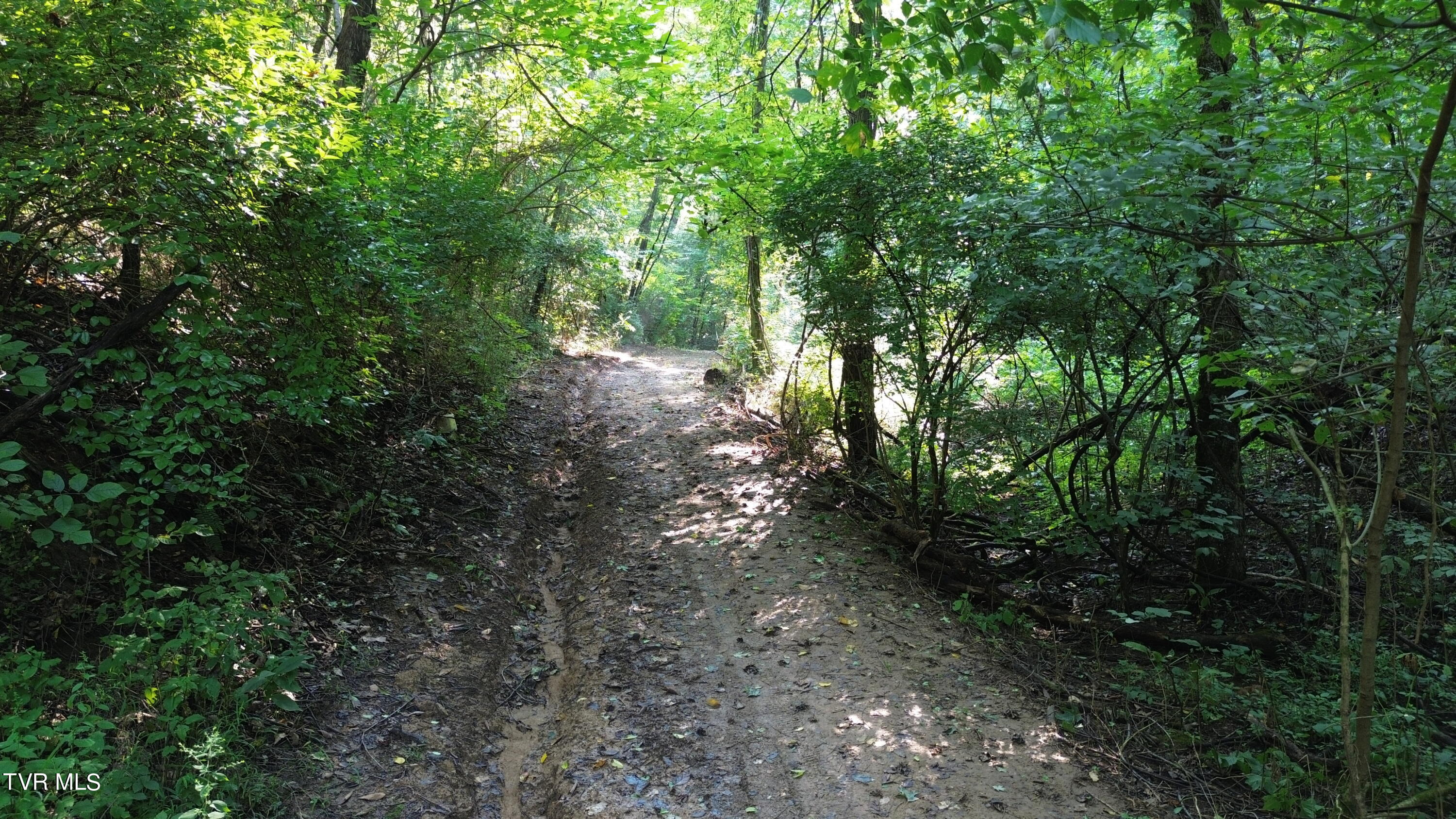 1920 Pleasant Ridge School Road Talbott, TN 37877 - Photo 45 of 49 DJI_0590