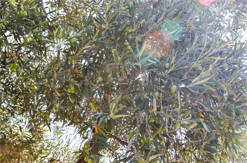 3665 Woodson Avenue Corning, CA 96021 - Photo 29 of 30 a backyard of a house