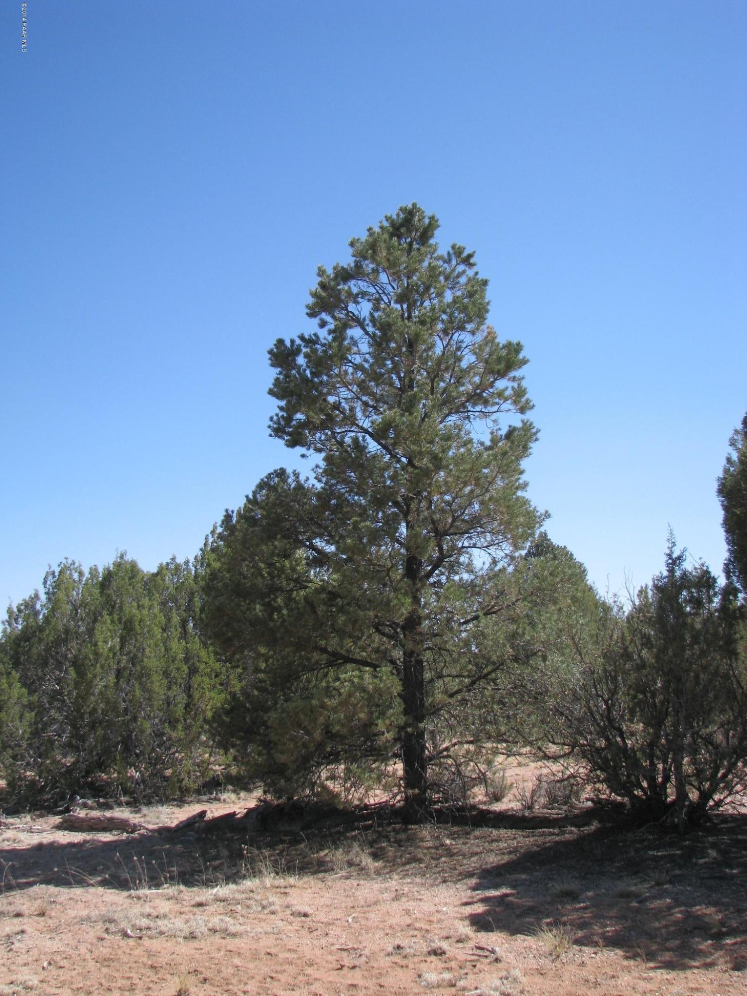 69 Bullock Road Ash Fork, AZ 86320 - Photo 2 of 19 IMG_0254