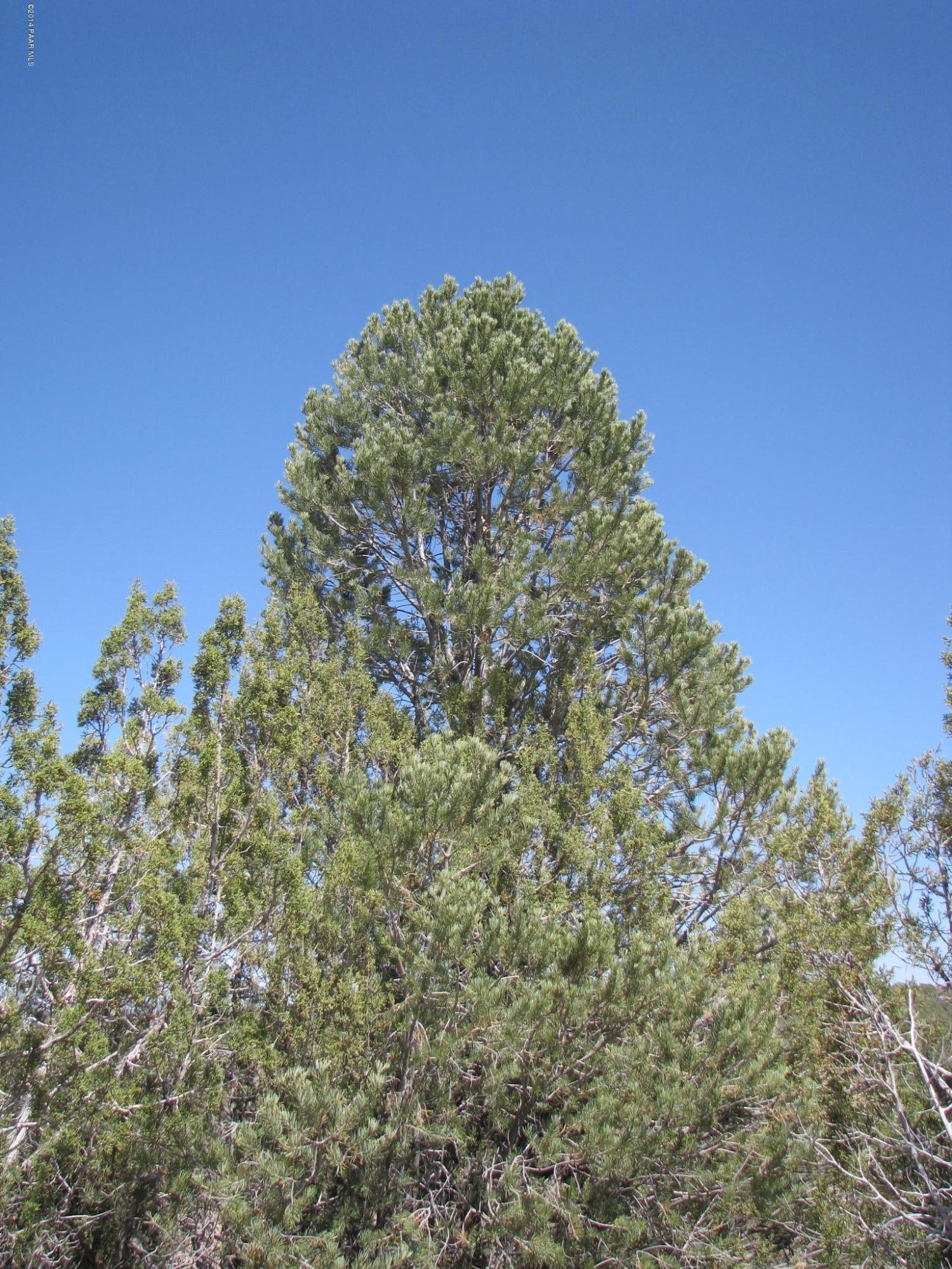 69 Bullock Road Ash Fork, AZ 86320 - Photo 6 of 19 IMG_0258