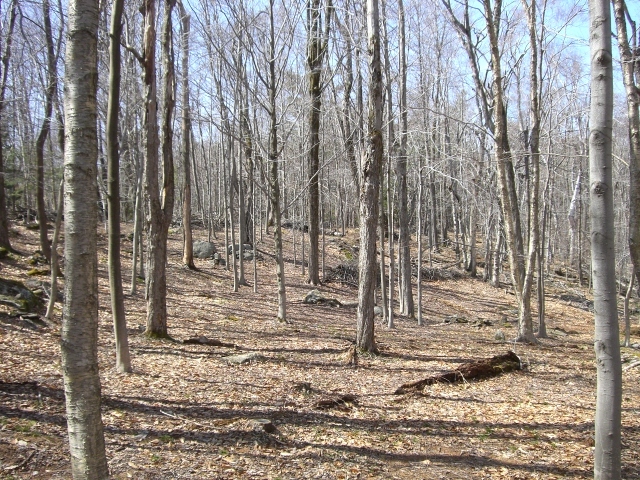 1 Dimmock Road Otis, MA 01253 - Photo 1 of 13 a view of a backyard of the house