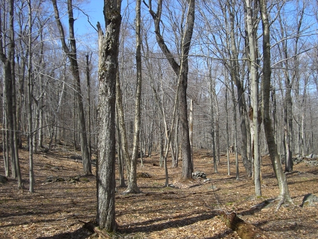1 Dimmock Road Otis, MA 01253 - Photo 11 of 13 a view of a backyard of the house