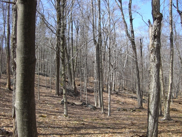 1 Dimmock Road Otis, MA 01253 - Photo 12 of 13 a view of a forest