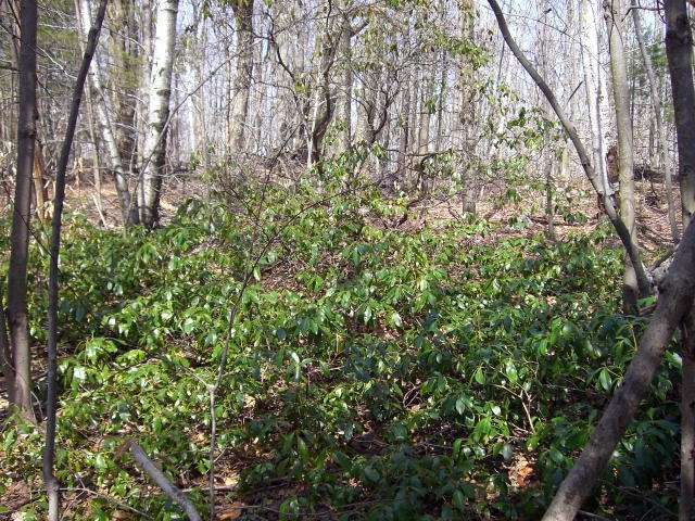 1 Dimmock Road Otis, MA 01253 - Photo 13 of 13 a view of a yard with a tree