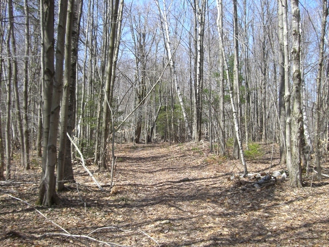 1 Dimmock Road Otis, MA 01253 - Photo 7 of 13 a backyard of a house with lots of green space