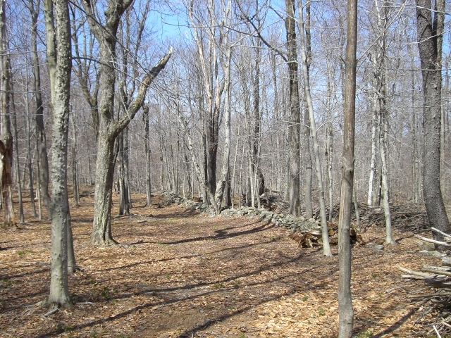 1 Dimmock Road Otis, MA 01253 - Photo 8 of 13 a view of a backyard with trees