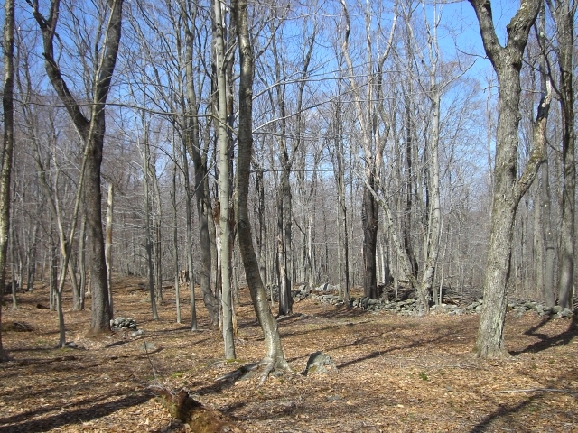1 Dimmock Road Otis, MA 01253 - Photo 10 of 13 a view of a backyard with large trees