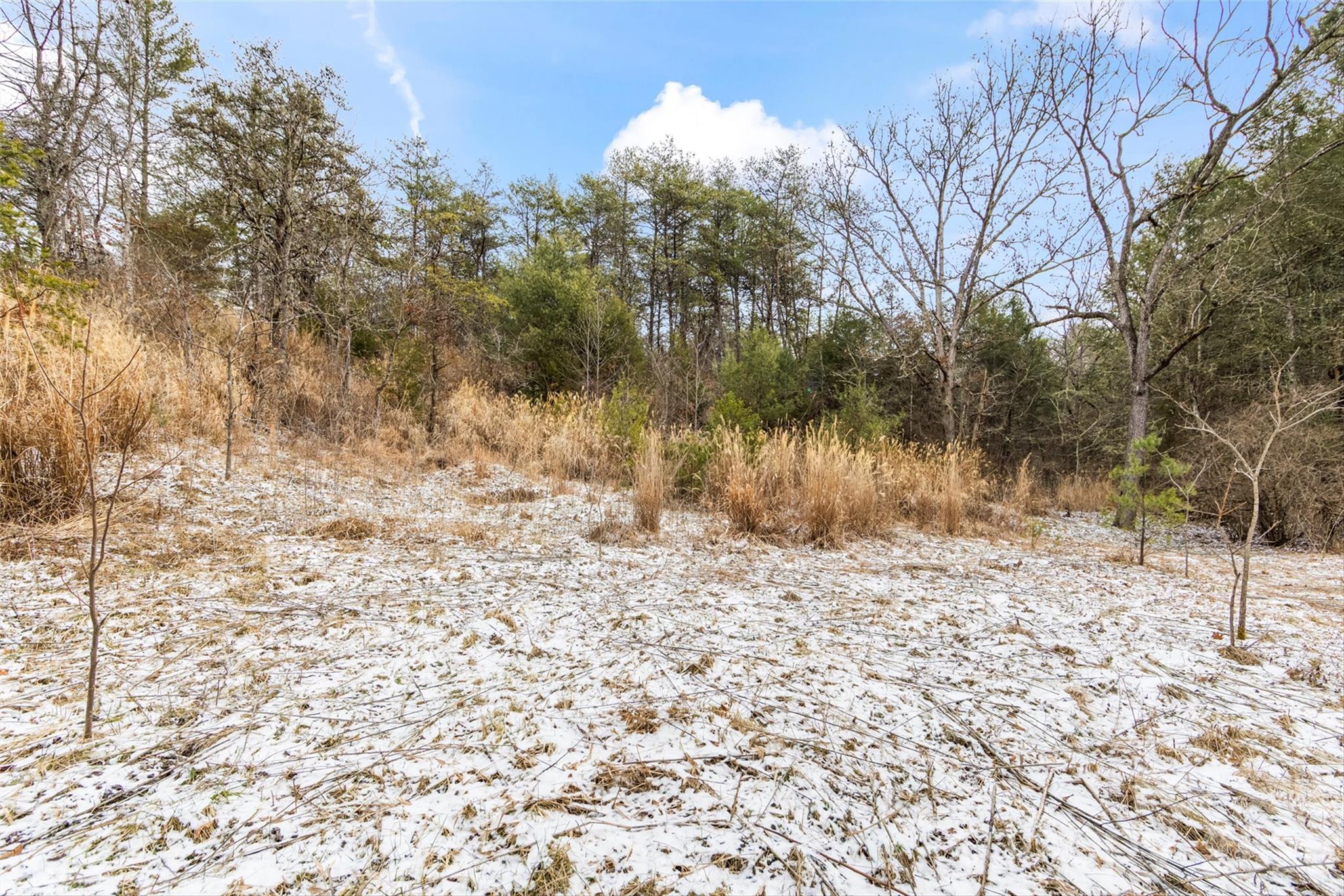 Tbd Lower White Oak Road Marshall, NC 28753 - Photo 13 of 18 a view of a yard with a tree