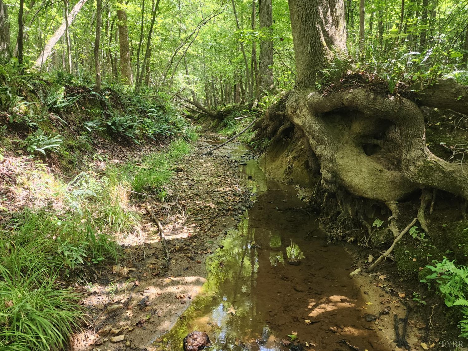 7-1 Red House Road Appomattox, VA 24522 - Photo 6 of 7 a view of a forest
