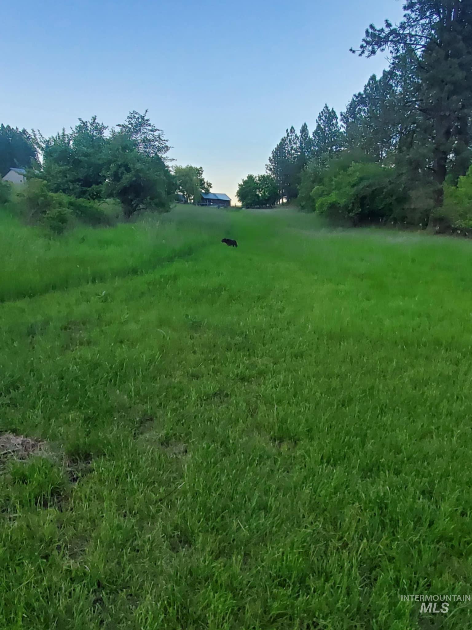 Tbd Harmony Hts Loop Orofino, ID 83544 - Photo 5 of 16 View of yard