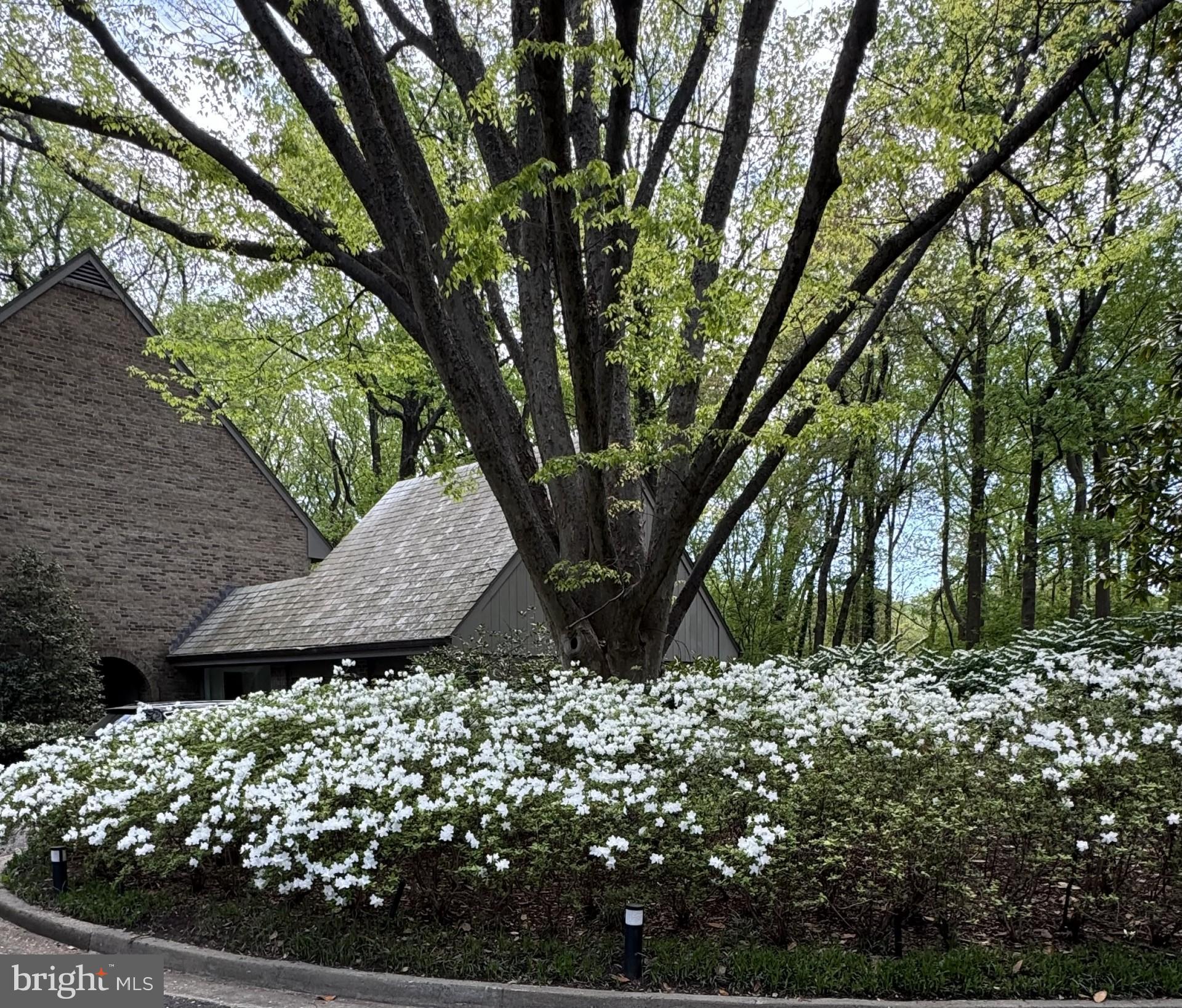 700 Belgrove Road McLean, VA 22101 - Photo 77 of 86 More azaleas
