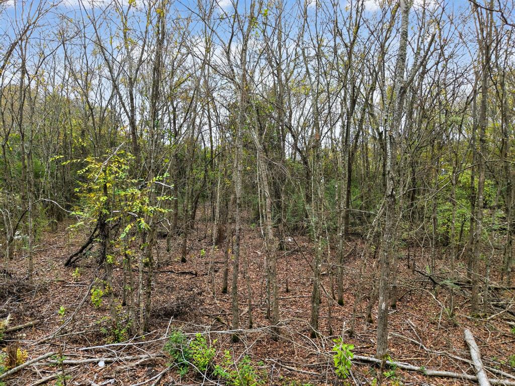 0 Co Road Kaufman, TX 75142 - Photo 8 of 10 a view of a forest with lots of trees