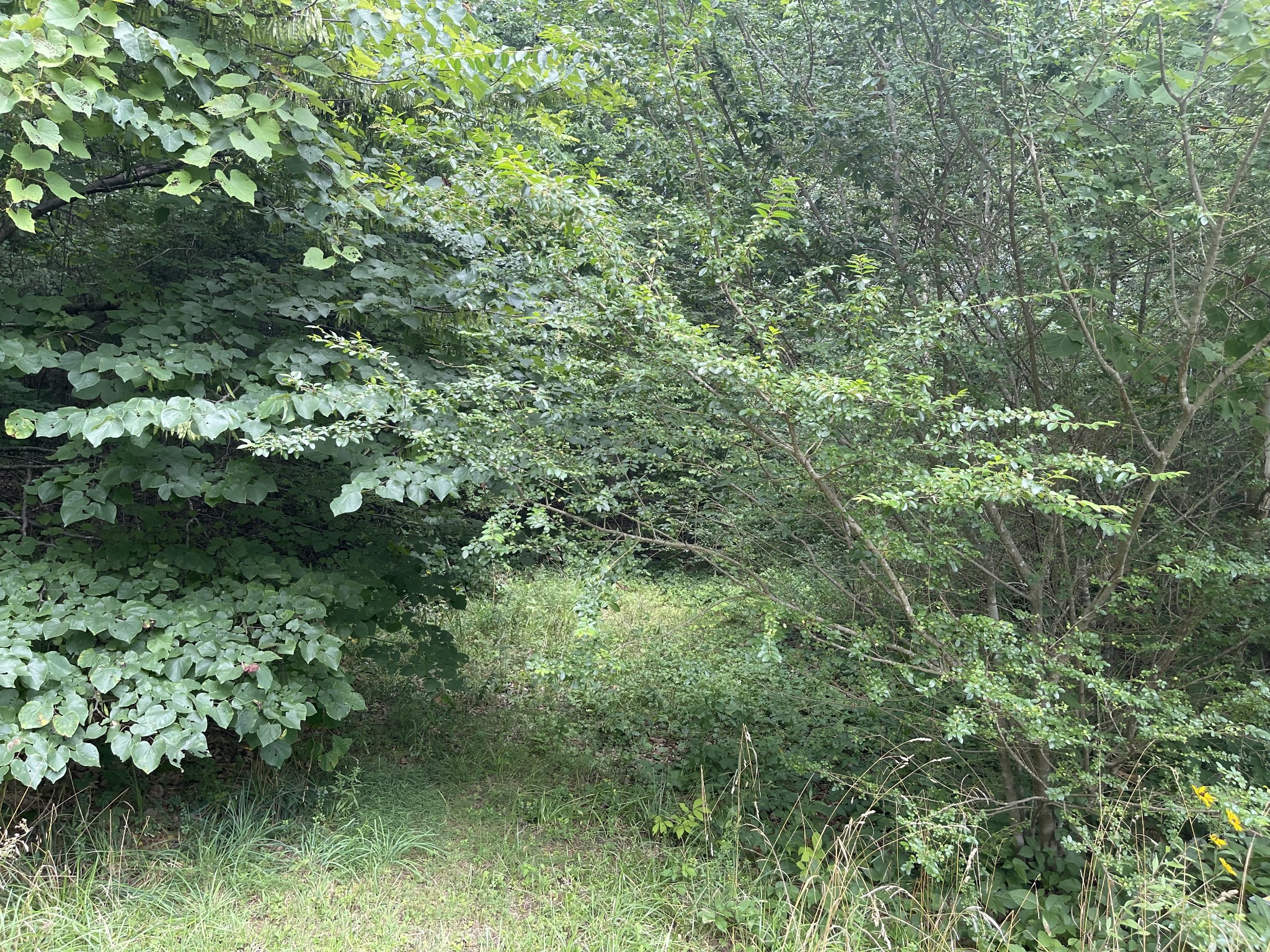 0 Dell Way Three Dickson, TN 37055 - Photo 3 of 5 Gallery Image 3