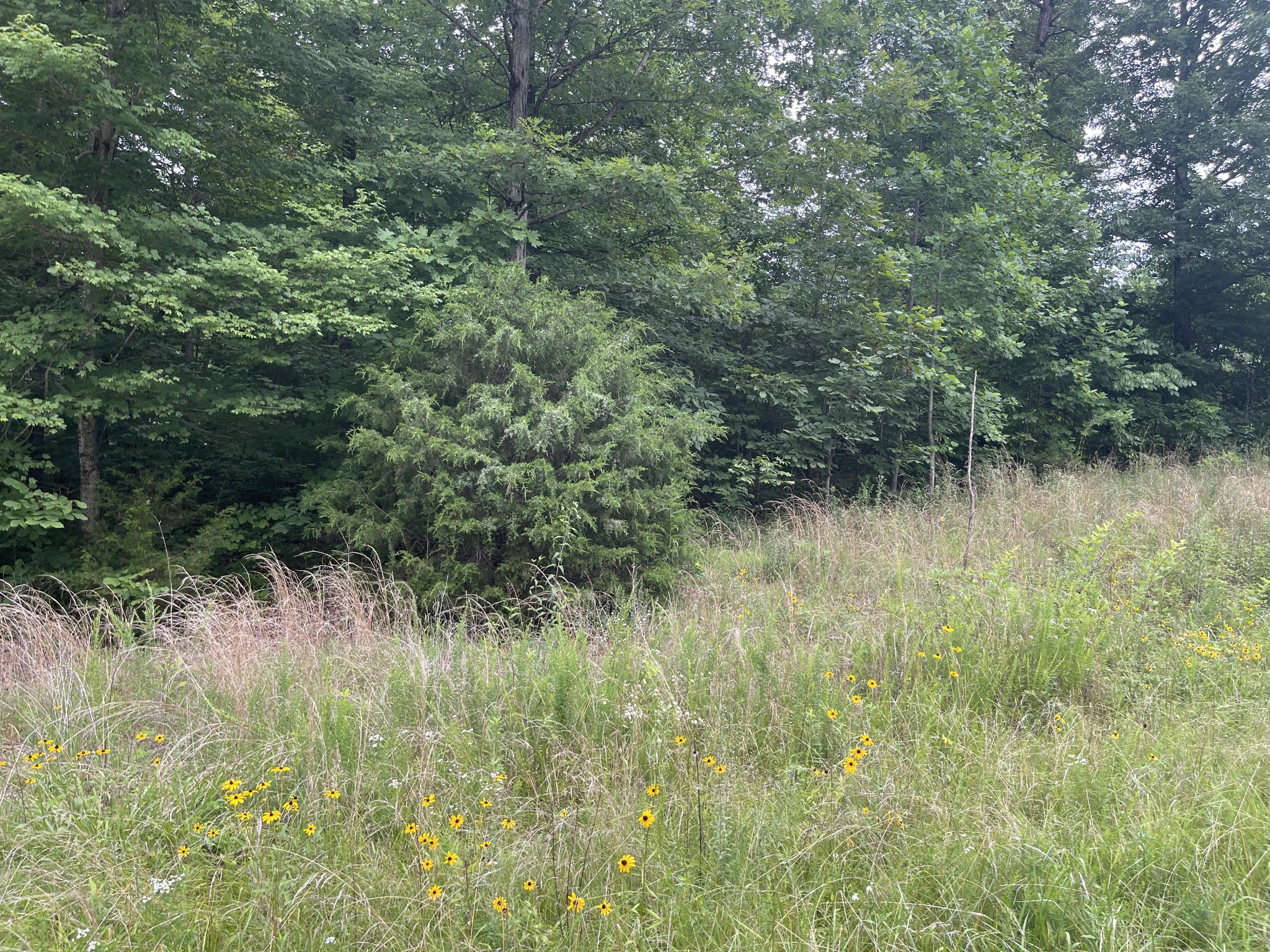 0 Dell Way Three Dickson, TN 37055 - Photo 5 of 5 Gallery Image 5