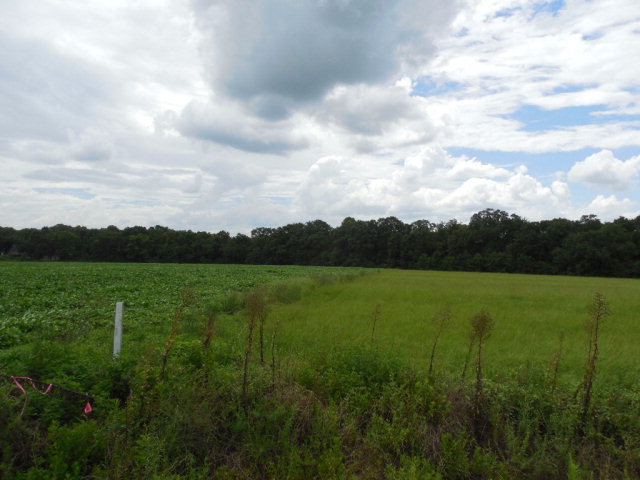 4-acres Kelly Road Slocomb, AL 36375 - Photo 1 of 1