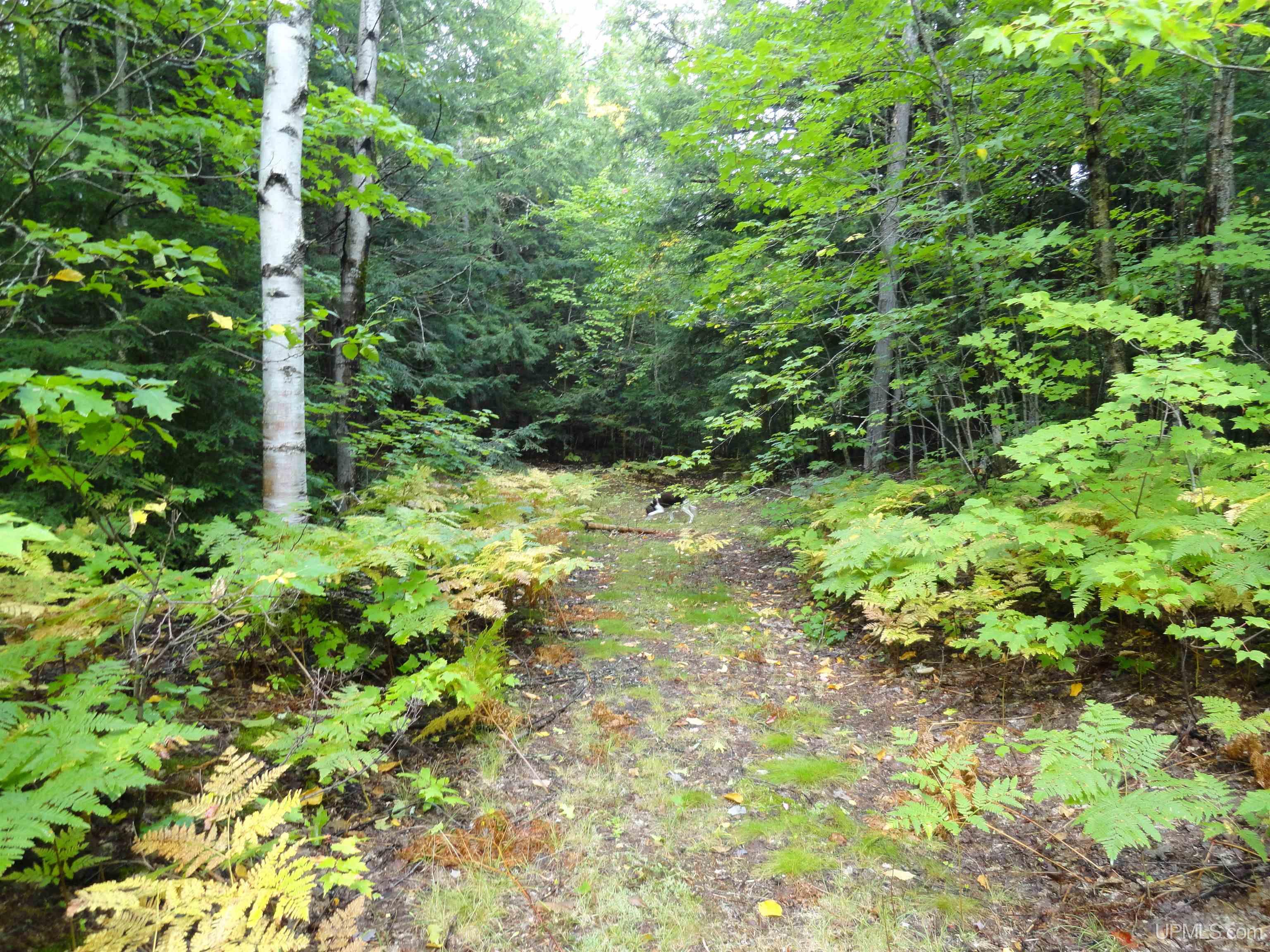 Tbd Tbd Lost Creek Road Ishpeming, MI 49849 - Photo 23 of 36