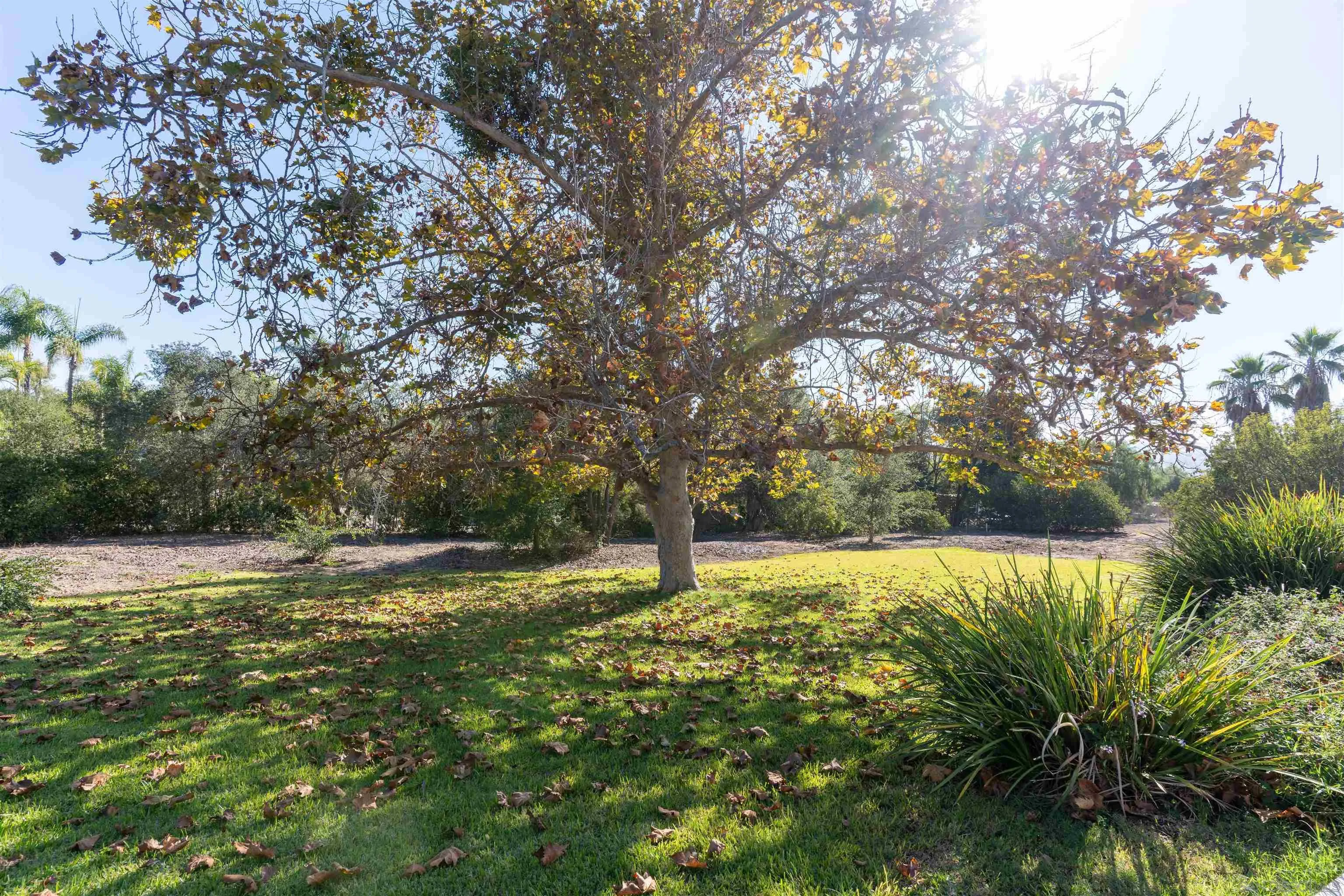 3121 Alta Verde Drive Fallbrook, CA 92028 - Photo 27 of 31 a house with lots of trees