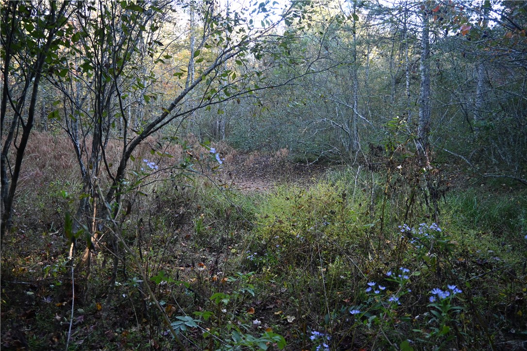 122 Spider Valley Road Long Creek, SC 29658 - Photo 15 of 20 Back of property to stream
