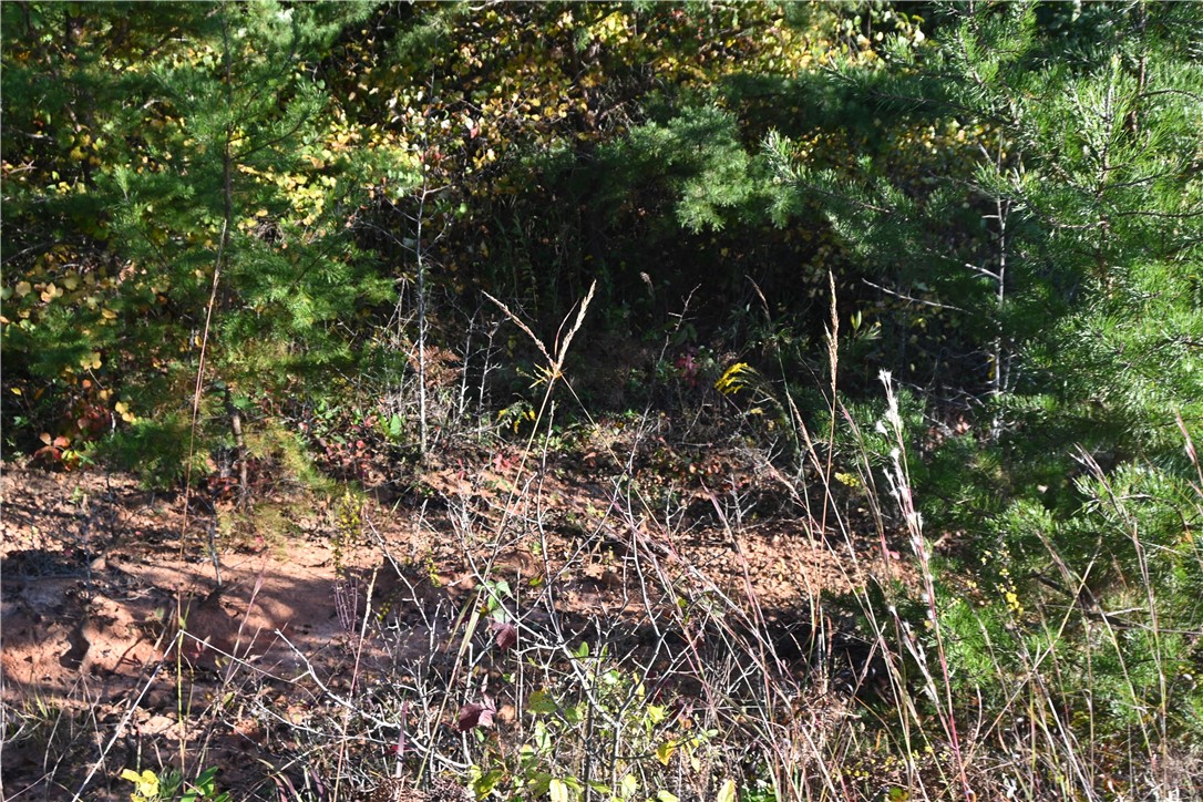 122 Spider Valley Road Long Creek, SC 29658 - Photo 19 of 20 Woods