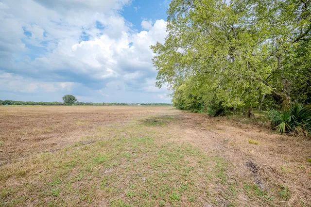 a view of a forest with a tree